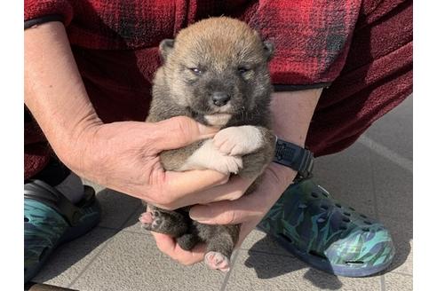 成約済の長崎県の柴犬-118173の4枚目