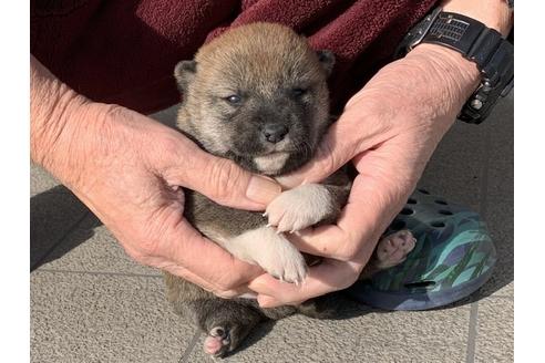 成約済の長崎県の柴犬-118173の3枚目