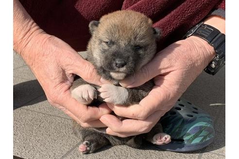 成約済の長崎県の柴犬-118173の2枚目