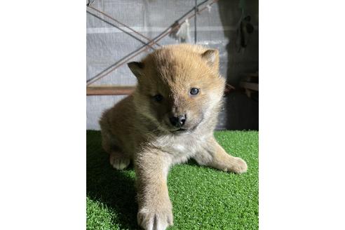 成約済の広島県の柴犬-113311の1枚目