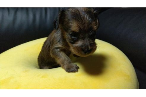 成約済の愛知県のミックス犬-116190の14枚目