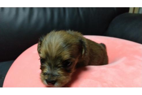 成約済の愛知県のミックス犬-116187の15枚目