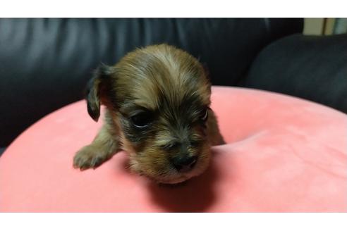 成約済の愛知県のミックス犬-116187の14枚目
