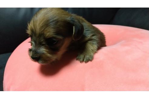 成約済の愛知県のミックス犬-116187の13枚目