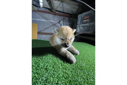 成約済の広島県の柴犬-115374の4枚目