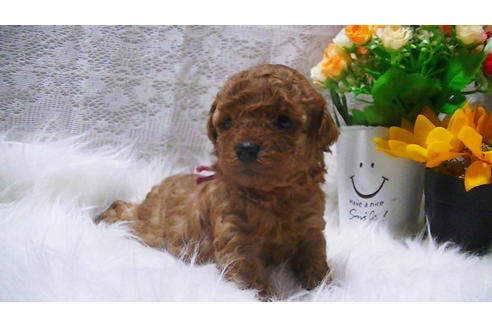 成約済の福岡県のタイニープードル-115876の2枚目