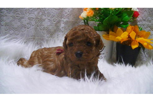 成約済の福岡県のタイニープードル-115876の1枚目