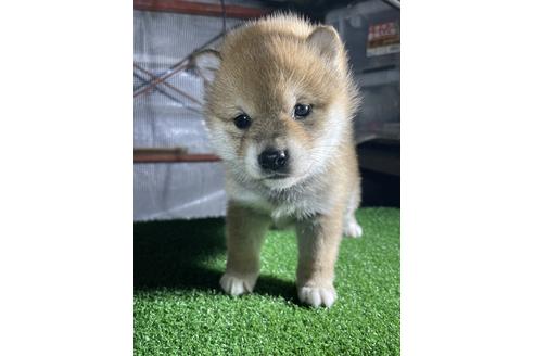 成約済の広島県の柴犬-114818