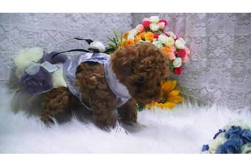 成約済の福岡県のタイニープードル-114461の4枚目