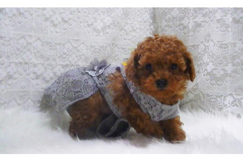 成約済の福岡県のタイニープードル-114460の2枚目