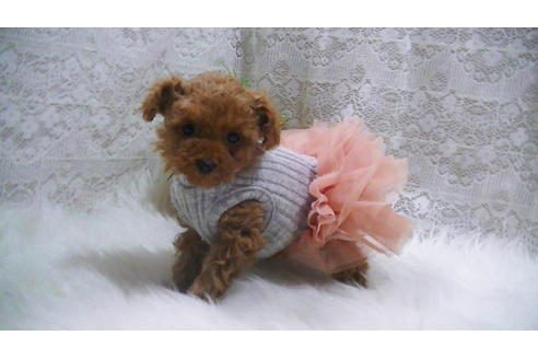 成約済の福岡県のティーカッププードル-114457の3枚目