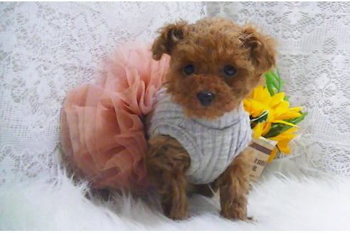 成約済の福岡県のティーカッププードル-114457の1枚目