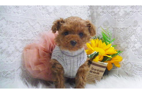 成約済の福岡県のティーカッププードル-114457の2枚目