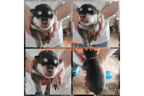 成約済の北海道のミックス犬-118204