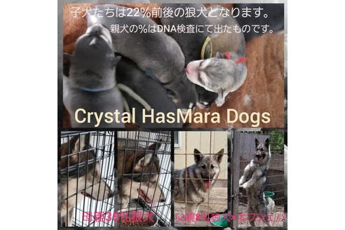 成約済の北海道のミックス犬-118206の2枚目