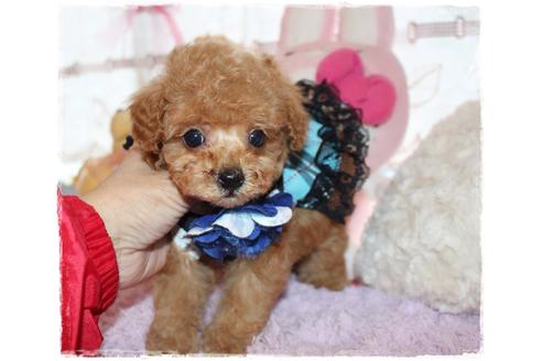 成約済の岡山県のタイニープードル-115019の4枚目