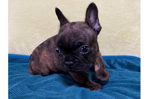 子犬