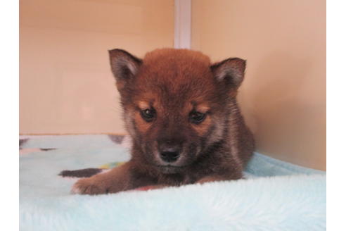 成約済の岡山県の柴犬-116297の9枚目