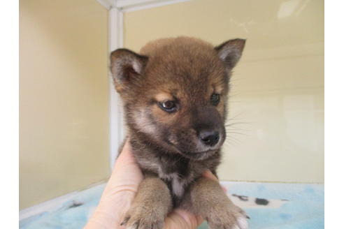 成約済の岡山県の柴犬-116297の7枚目