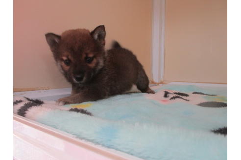 成約済の岡山県の柴犬-116297の6枚目