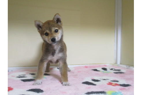 成約済の岡山県の柴犬-109899の3枚目