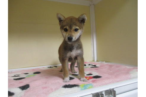 成約済の岡山県の柴犬-109899の2枚目