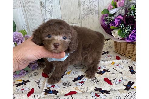 成約済の香川県のティーカッププードル-118249の3枚目