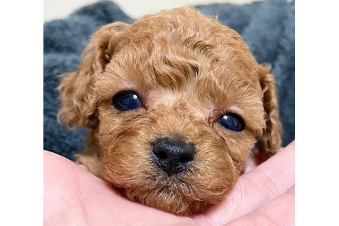 成約済の岡山県のティーカッププードル-117665の10枚目