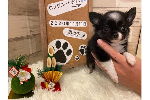 成約済の福岡県のチワワ(ロングコート)-118267