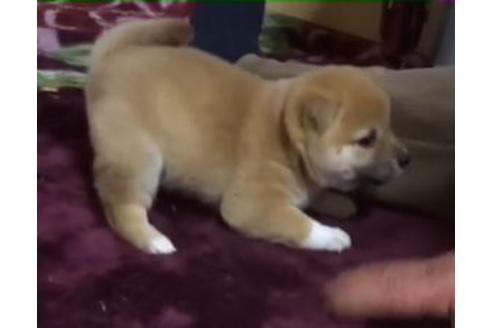 子犬