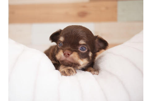 成約済の福岡県のチワワ(ロングコート)-118231