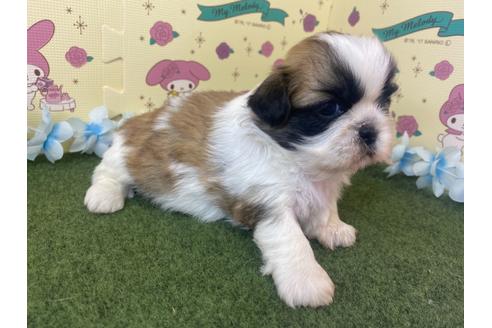 栃木県のミックス犬 男の子 12 04生まれ シーズー ペキニーズのmixです 子犬id 11 ブリーダーナビ 栃木県のミックス犬 男の子 12 04生まれ シーズー ペキニーズのmixです 子犬id 11 ブリーダーナビ
