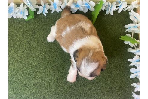 成約済の栃木県のミックス犬-118289の4枚目