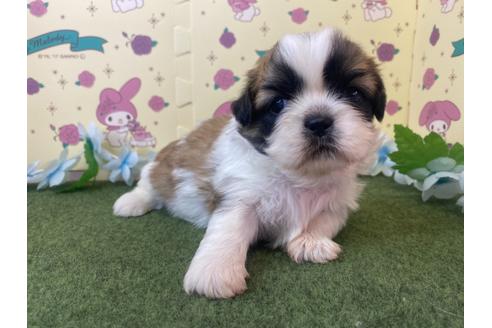 成約済の栃木県のミックス犬-118289の2枚目
