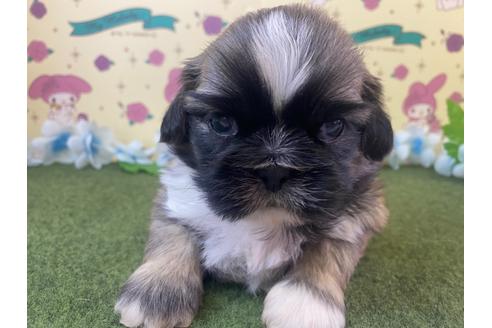成約済の栃木県のミックス犬-118290の1枚目