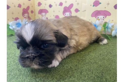 成約済の栃木県のミックス犬-118290の7枚目