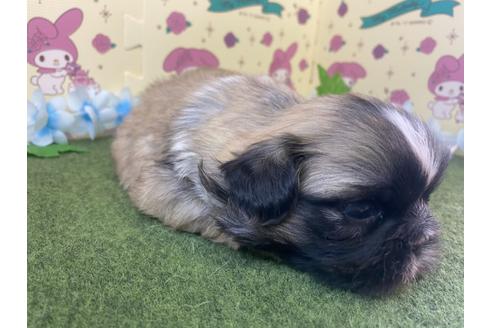 成約済の栃木県のミックス犬-118290の6枚目