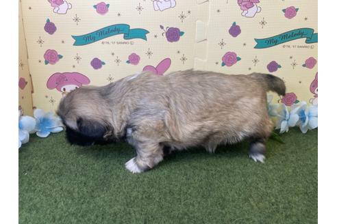 成約済の栃木県のミックス犬-118290の5枚目