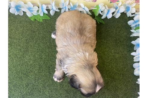 成約済の栃木県のミックス犬-118290の4枚目