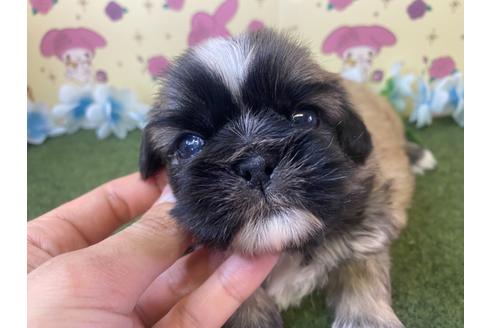 成約済の栃木県のミックス犬-118290の2枚目