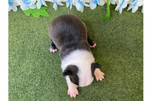 成約済の栃木県のボストンテリア-118293の9枚目