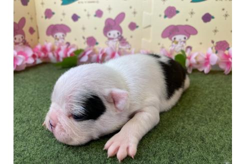 成約済の栃木県のボストンテリア-118296の12枚目