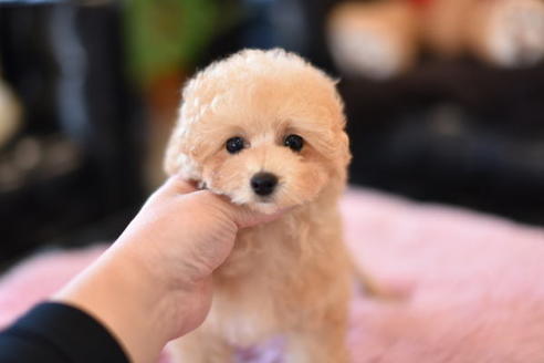成約済の茨城県のトイプードル-118297の6枚目