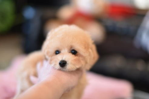 成約済の茨城県のトイプードル-118297の4枚目