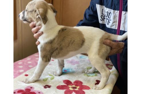 成約済の千葉県のウィペット-118319の3枚目