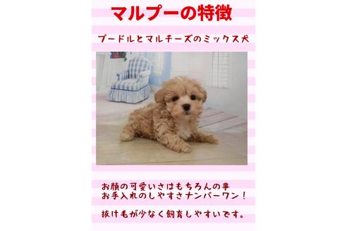 成約済の秋田県のマルプー:マルチーズ×トイプードル-118344の2枚目