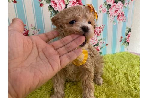 成約済の秋田県のマルプー:マルチーズ×トイプードル-118345の2枚目