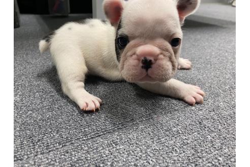 成約済の滋賀県のフレンチブルドッグ-116055の1枚目