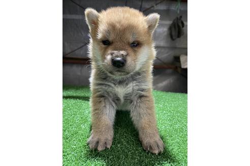 成約済の広島県の柴犬-115374の3枚目