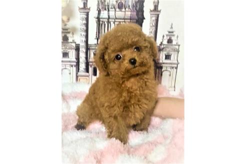 子犬